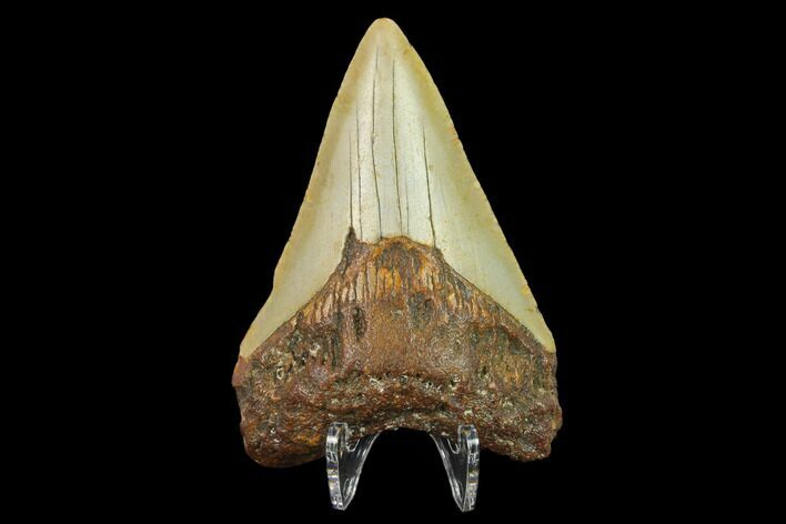 Fossil Megalodon Tooth - North Carolina #131605